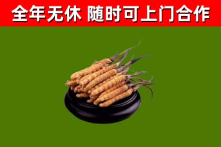新华回收散虫草